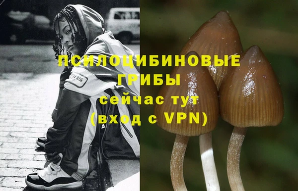 сатива Козельск
